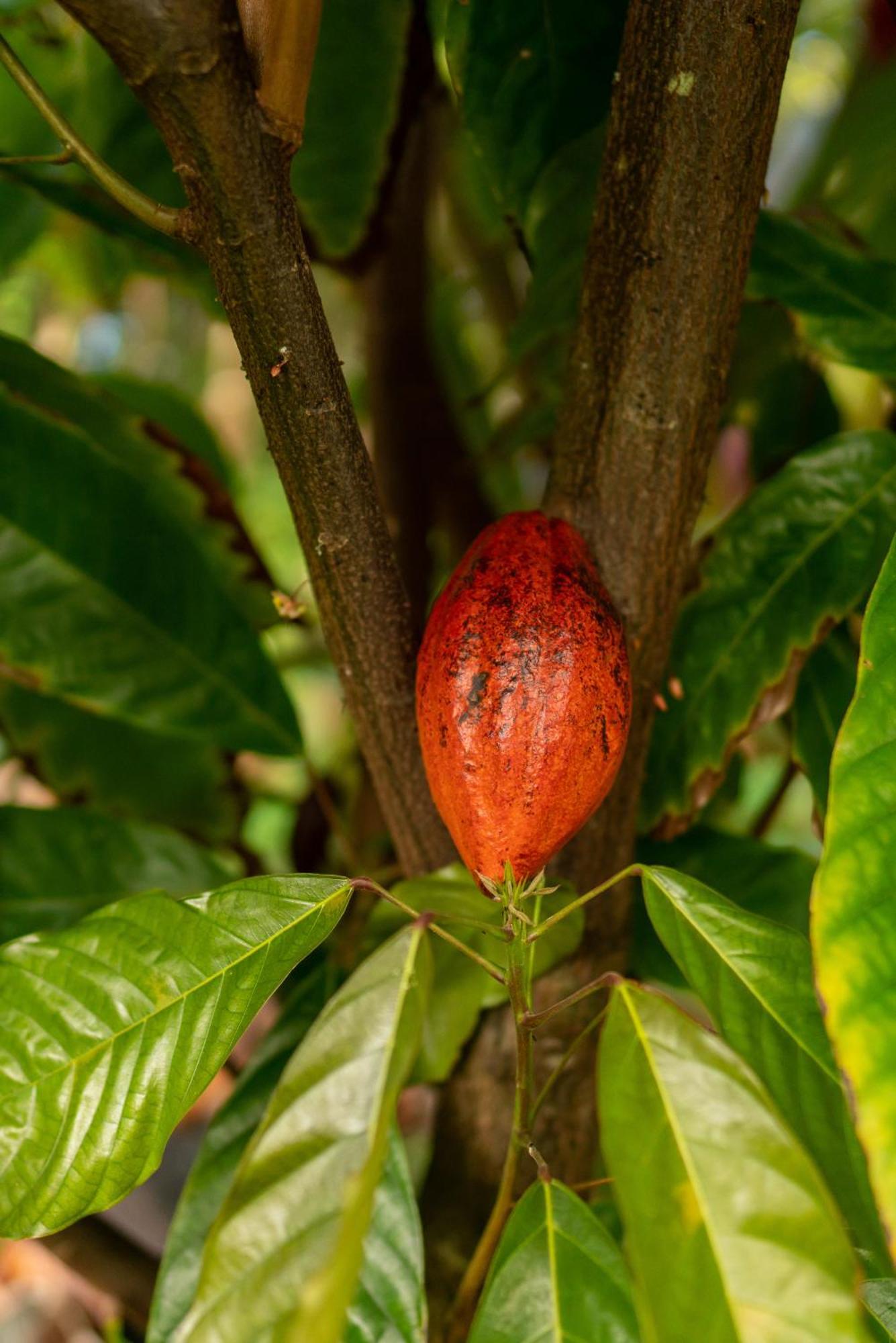 Jungle Haven Ocean Front Eco Villa On Fruit Farm Pahoa ภายนอก รูปภาพ