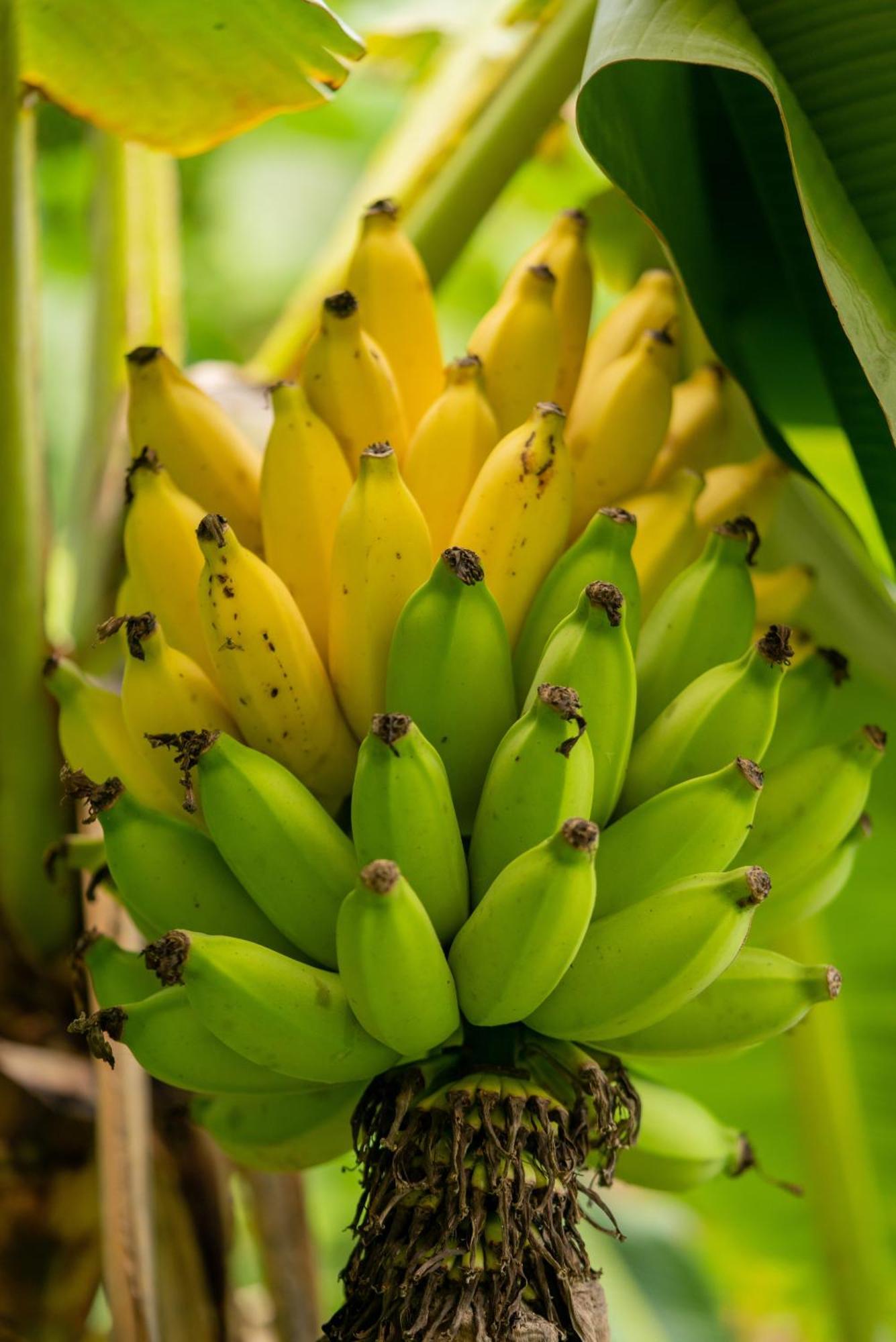 Jungle Haven Ocean Front Eco Villa On Fruit Farm Pahoa ภายนอก รูปภาพ