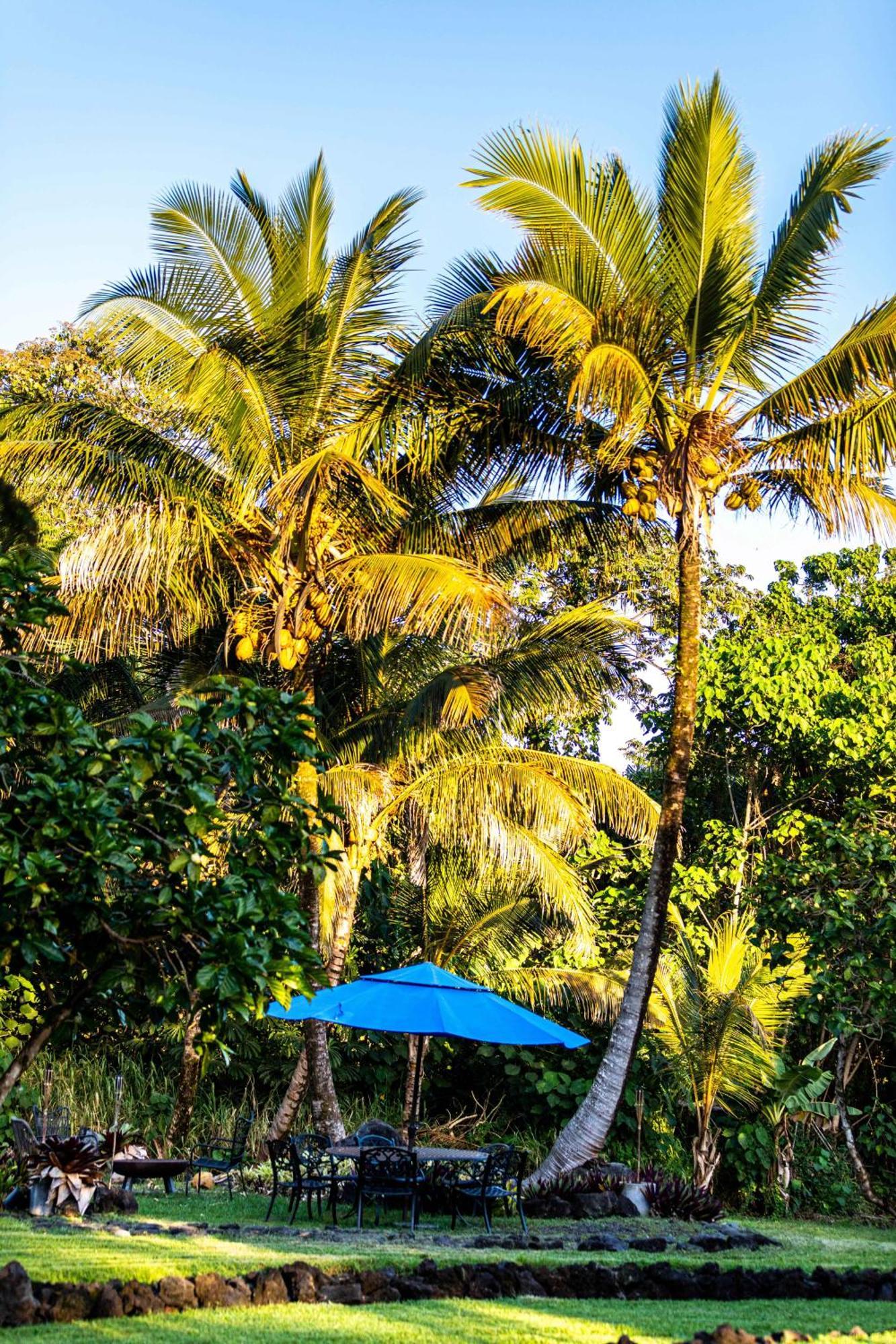 Jungle Haven Ocean Front Eco Villa On Fruit Farm Pahoa ภายนอก รูปภาพ