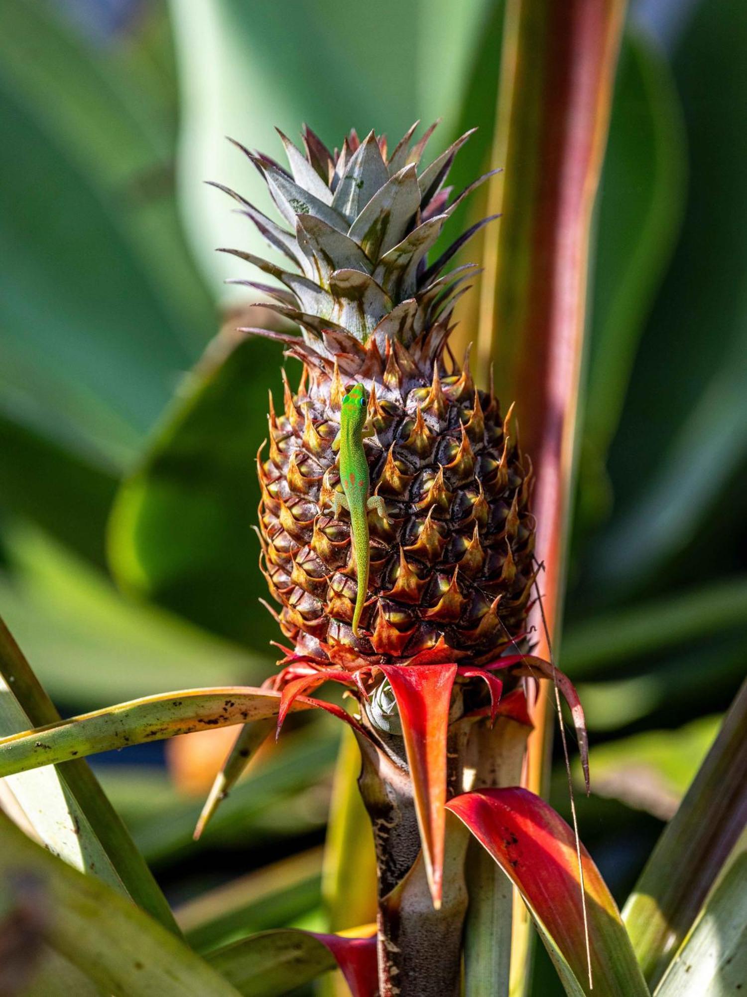 Jungle Haven Ocean Front Eco Villa On Fruit Farm Pahoa ภายนอก รูปภาพ